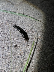 Phrixothrix