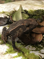Rhinella macrorhina
