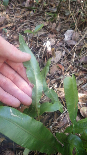 Elaphoglossum conforme image