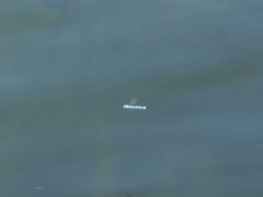 Enallagma doubledayi