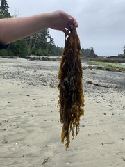 Desmarestia ligulata