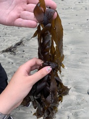 Desmarestia ligulata