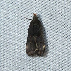 Dichomeris juncidella