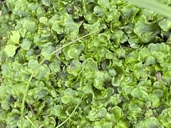 Lunularia cruciata