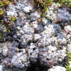 Catapyrenium cinereum