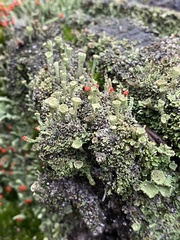 Cladonia grayi