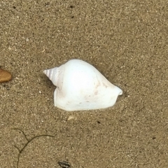 Laevistrombus turturella