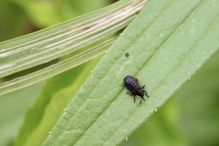 Microrhopala excavata