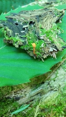 Ophiocordyceps variabilis