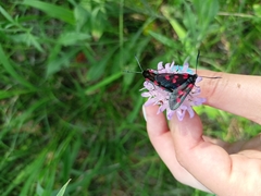 Zygaena angelicae