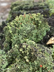 Cladonia grayi