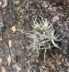 Tillandsia funebris