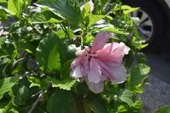 Hibiscus