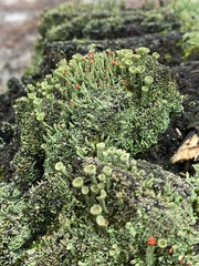 Cladonia grayi