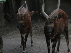 Tragelaphus eurycerus