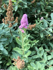 Spiraea × billardii
