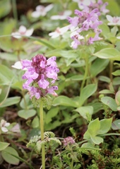 Pedicularis verticillata