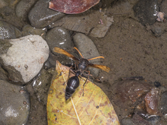 Delta pyriforme circinale