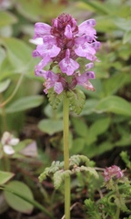 Pedicularis verticillata