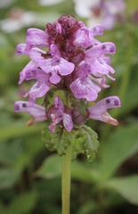 Pedicularis verticillata