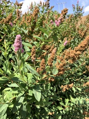 Spiraea × billardii