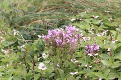 Pedicularis verticillata