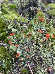 Cladonia didyma