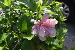 Hibiscus