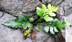 Asplenium appendiculatum maritimum
