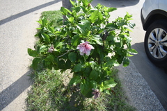 Hibiscus