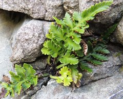 Asplenium appendiculatum maritimum