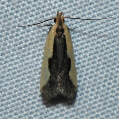 Dichomeris inserrata