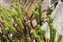 Crassula ericoides ericoides
