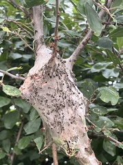 Eriogaster lanestris