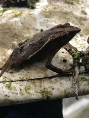Rhinella macrorhina