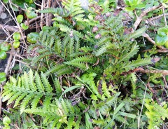 Asplenium appendiculatum maritimum