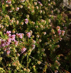 Erica dispar
