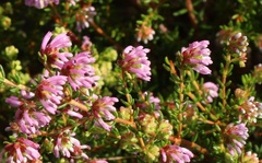Erica dispar