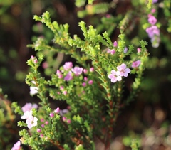 Euchaetis albertiniana