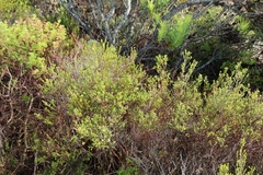 Euchaetis albertiniana
