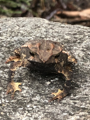 Rhinella macrorhina
