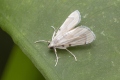 Musotiminae