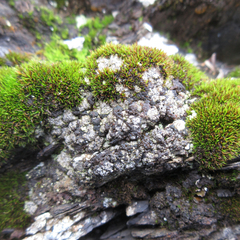 Catapyrenium cinereum