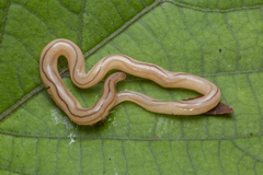 Geonemertes pelaensis
