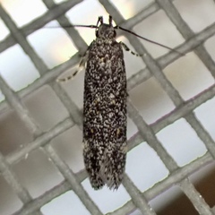 Glauce pectenalaeella