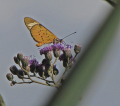 Acraea encedana