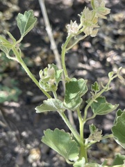 Sidalcea hickmanii parishii