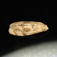 Platphalonidia magdalenae