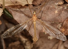 Tipula hirsuta