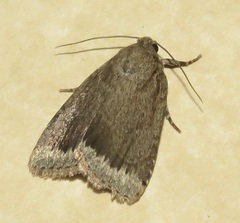 Amphipyra glabella